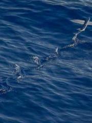 Meng Jinyu Gu Jingxi