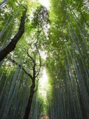 Two Treasures Arrive