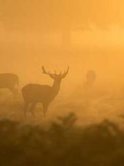 Shen Ning Ran Bao Ji