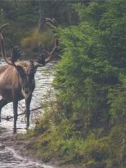 The Return of the Go