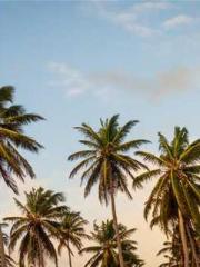 Super husband Lin Xi