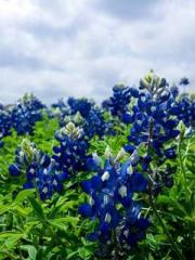 The Imperial Uncleap